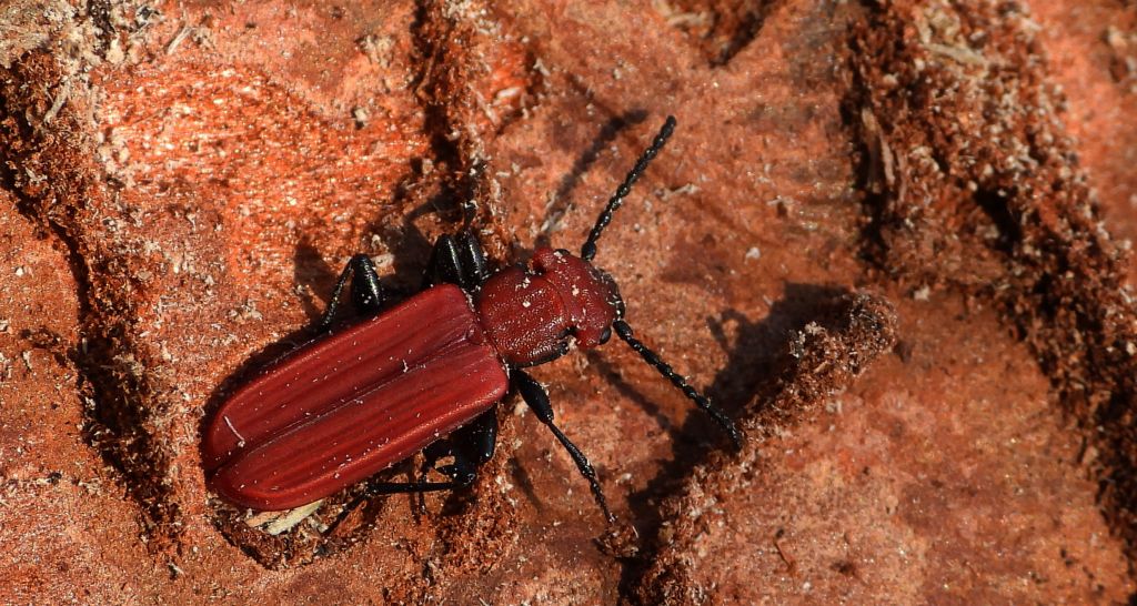 Zgniotek cynobrowy (Cucujus cinnaberinus)