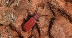 Zgniotek cynobrowy (Cucujus cinnaberinus)