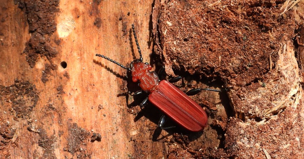Zgniotek cynobrowy (Cucujus cinnaberinus)