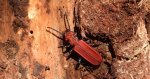 Zgniotek cynobrowy (Cucujus cinnaberinus)