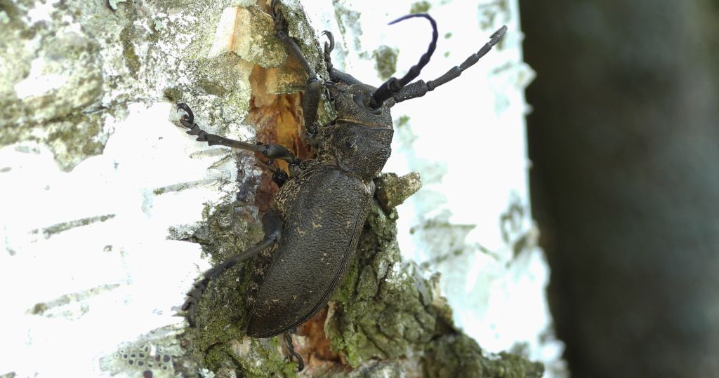 Zgrzypik twardokrywka (Lamia textor)