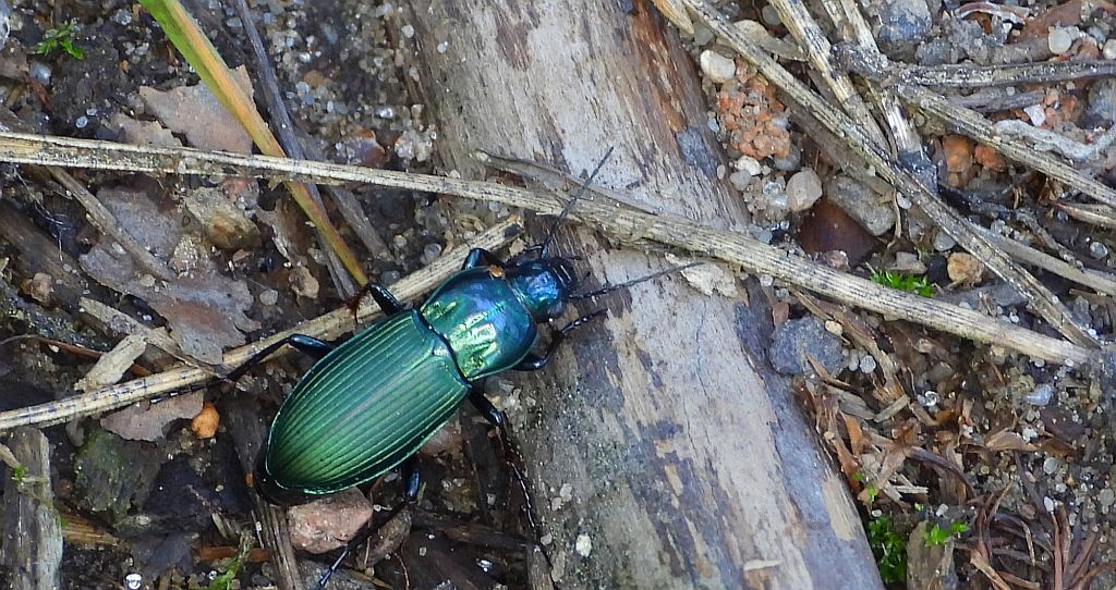 Drogoń piaskowy (Poecilus lepidus)