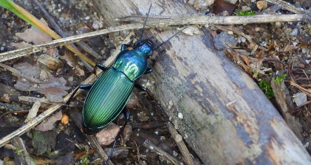 Drogoń piaskowy (Poecilus lepidus)