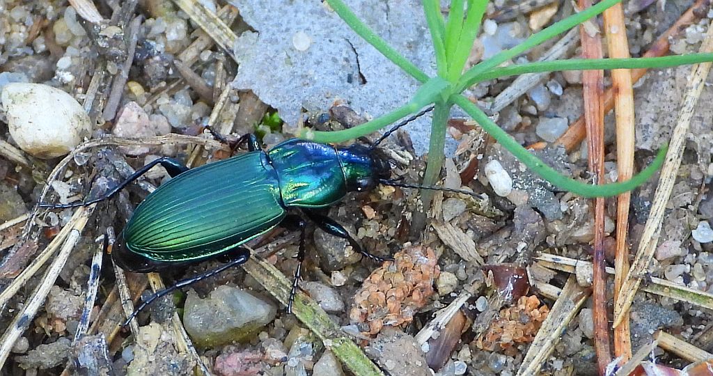 Drogoń piaskowy (Poecilus lepidus)