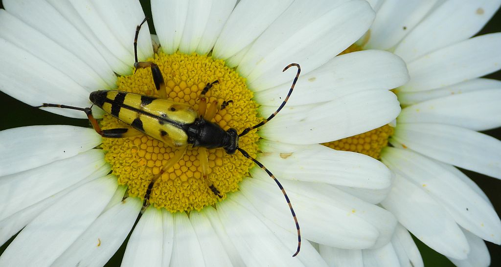Strangalia plamista (Rutpela maculata)