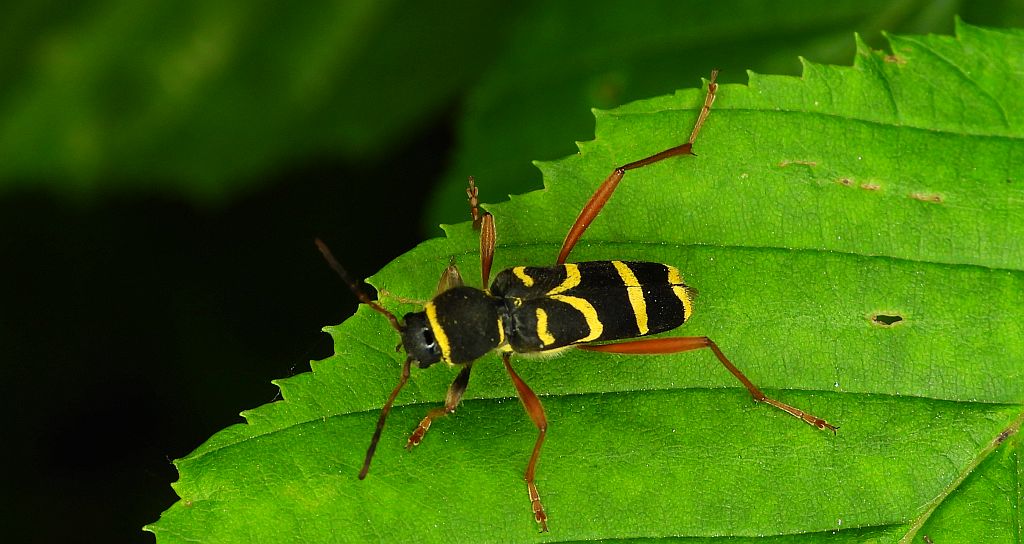 Biegowiec osowaty (Clytus arietis)