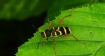 Biegowiec osowaty (Clytus arietis)