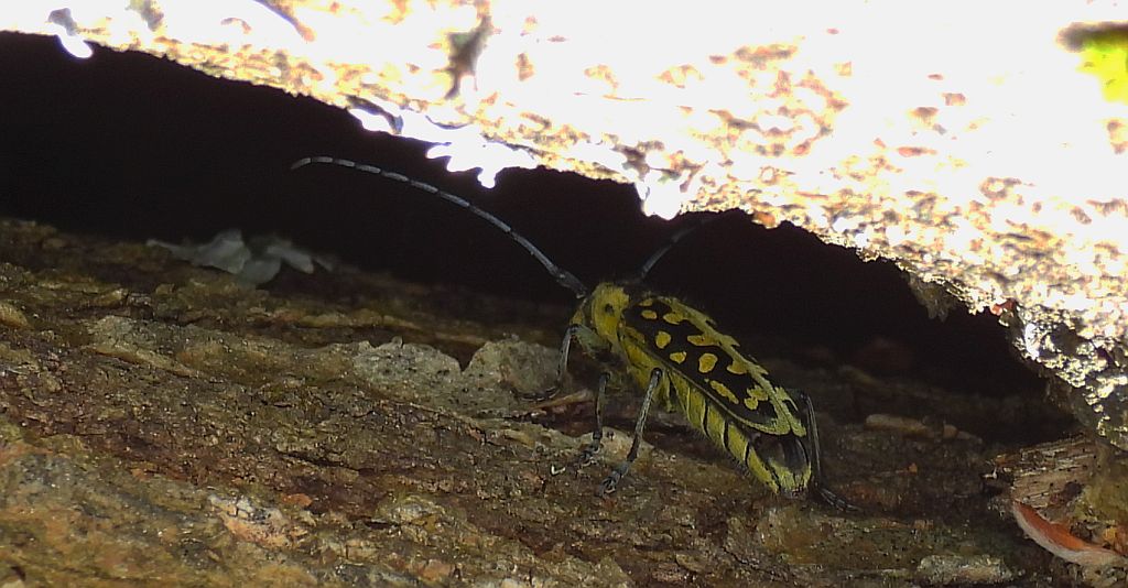 Rzemlik plamisty (Saperda scalaris)