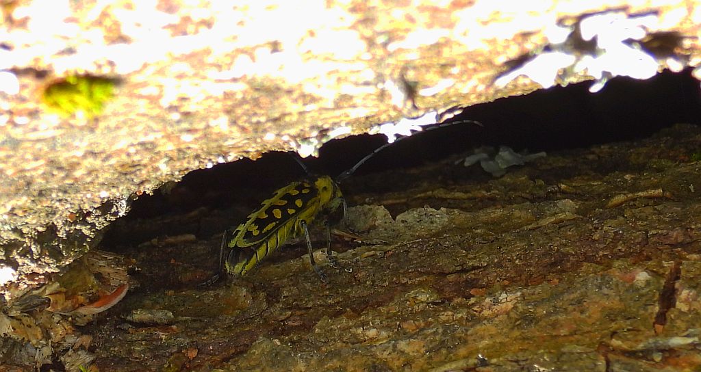 Rzemlik plamisty (Saperda scalaris)