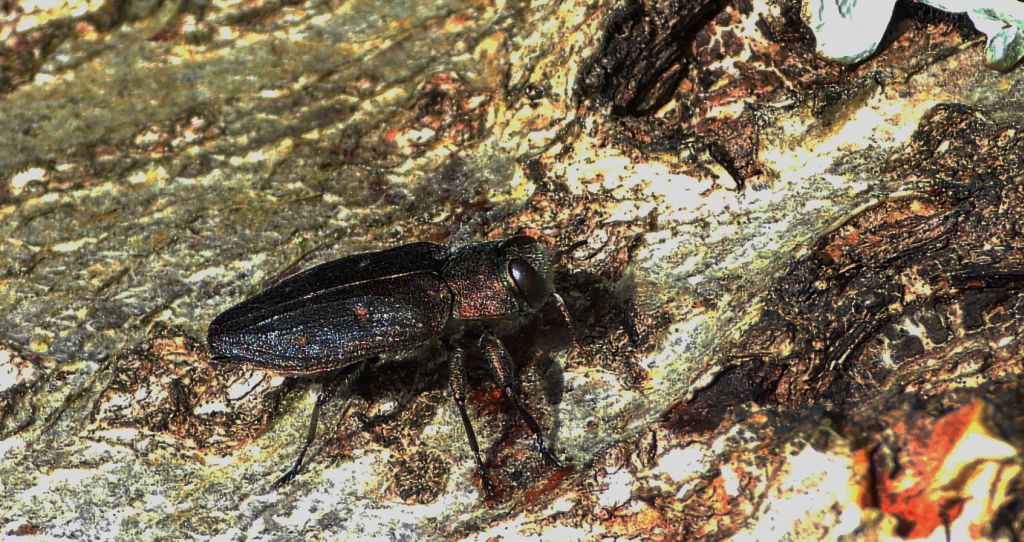 Zrąbień dębowiec (Chrysobothris affinis)