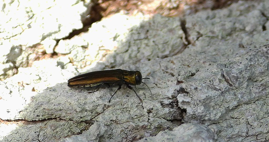 Bogatek - Agrilus sp.