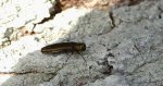Bogatek - Agrilus sp.