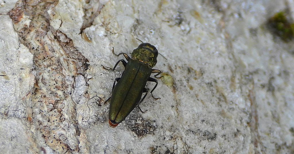 Bogatek - Agrilus sp.