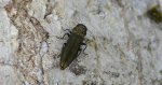 Bogatek - Agrilus sp.