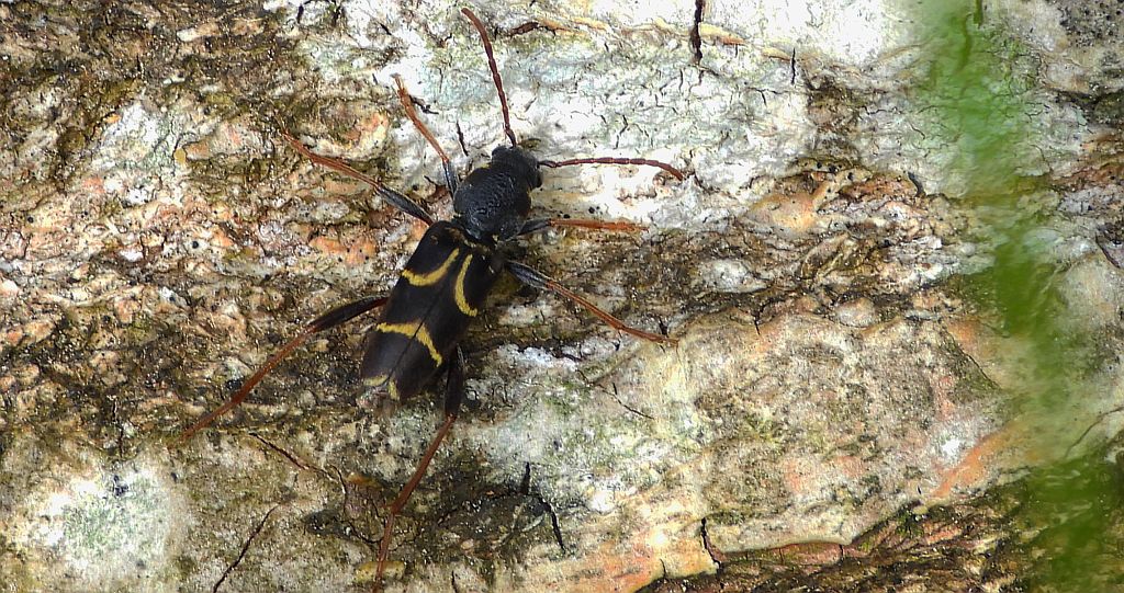 Drzeworadek dębowy (Xylotrechus antilope)