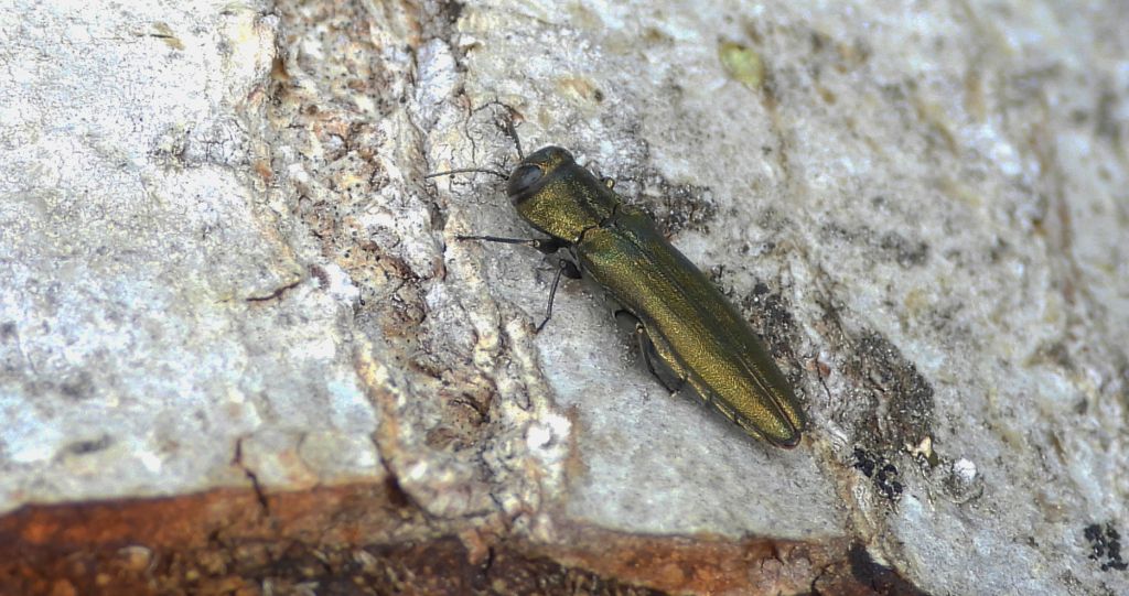 Bogatek - Agrilus sp.