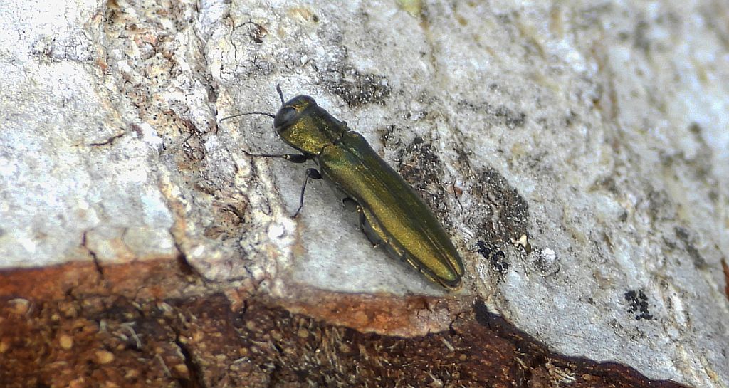 Bogatek - Agrilus sp.