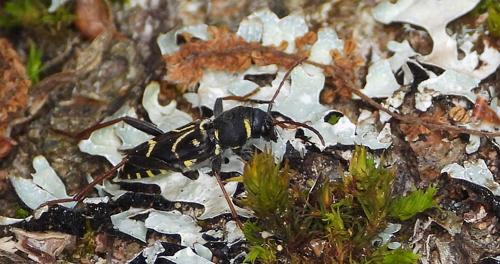 Drzeworadek dębowy (Xylotrechus antilope)