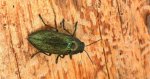 Bogatek wiejski (Buprestis /Ancylocheira/ rustica)