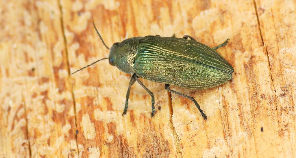 Bogatek wiejski (Buprestis /Ancylocheira/ rustica)