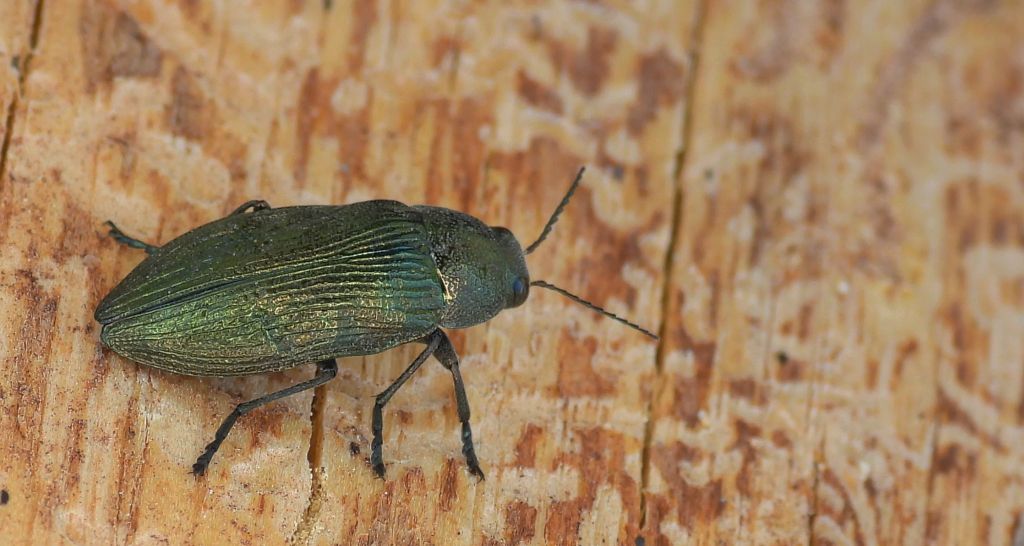 Bogatek wiejski (Buprestis /Ancylocheira/ rustica)