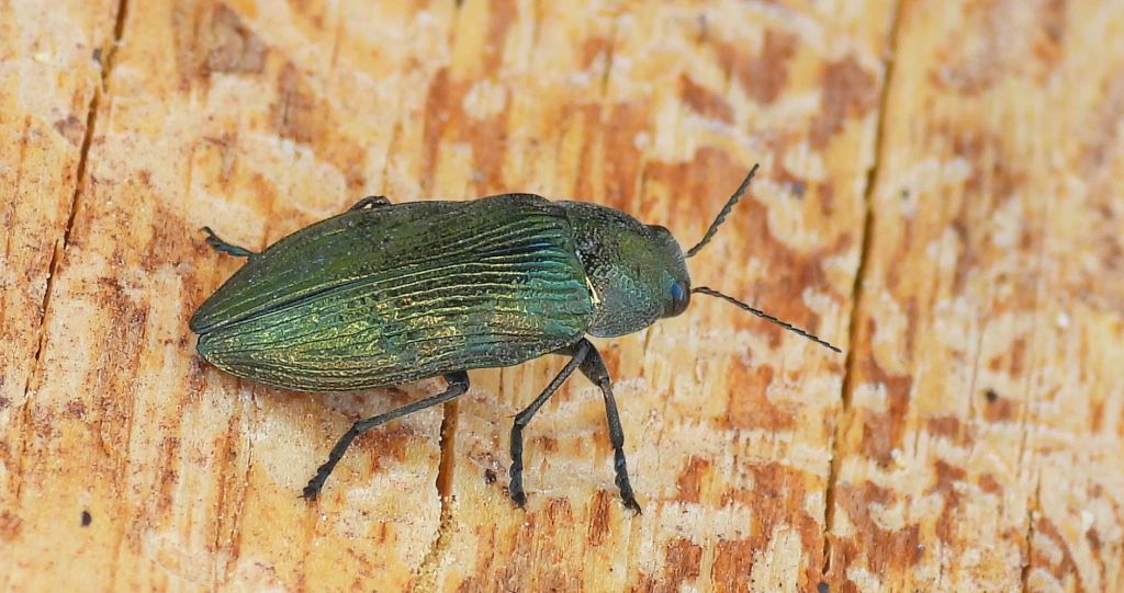 Bogatek wiejski (Buprestis /Ancylocheira/ rustica)