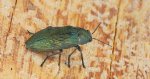 Bogatek wiejski (Buprestis /Ancylocheira/ rustica)