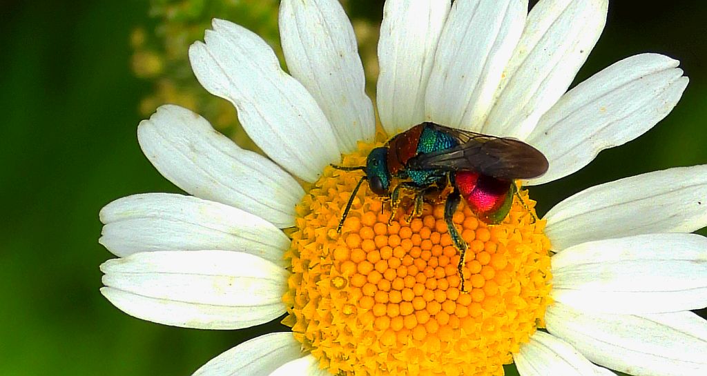 Powabnica osmykowa (Hedychrum niemelai)