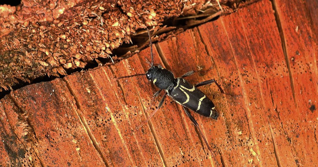 Drzeworadek dębowy (Xylotrechus antilope)