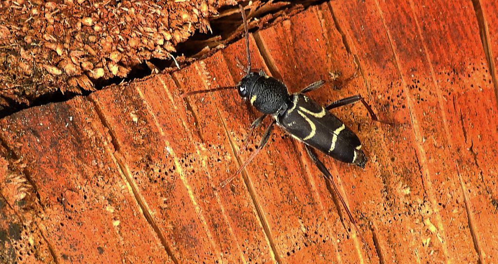 Drzeworadek dębowy (Xylotrechus antilope)