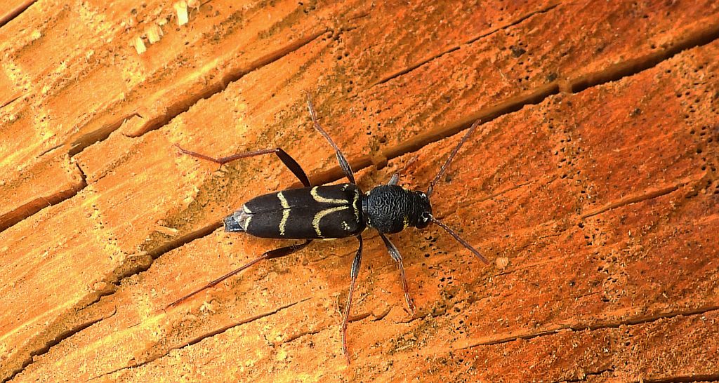 Drzeworadek dębowy (Xylotrechus antilope)