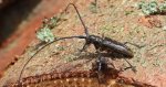 Żerdzianka sosnówka (Monochamus galloprovincialis)