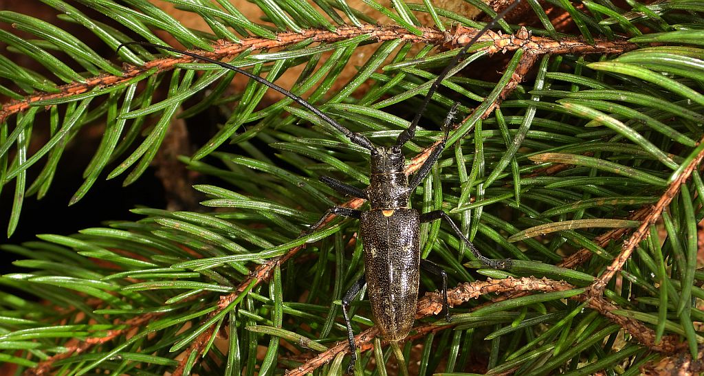 Żerdzianka sosnówka (Monochamus galloprovincialis)