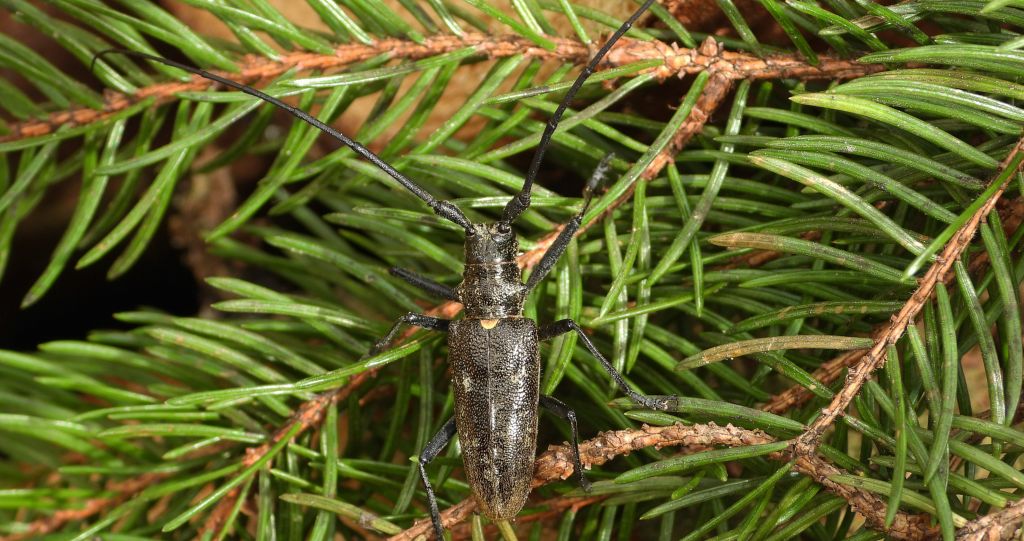 Żerdzianka sosnówka (Monochamus galloprovincialis)