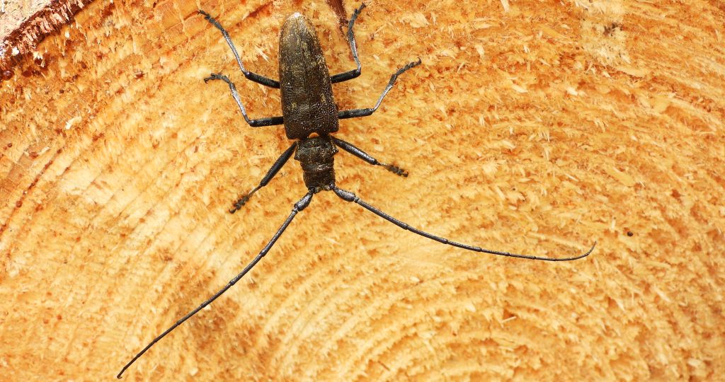 Żerdzianka sosnówka (Monochamus galloprovincialis)