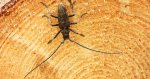 Żerdzianka sosnówka (Monochamus galloprovincialis)