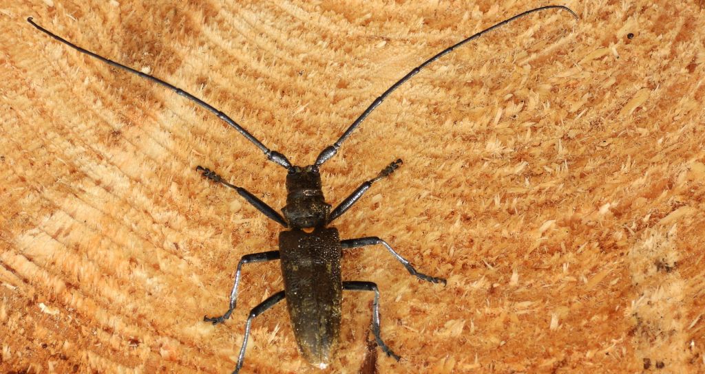 Żerdzianka sosnówka (Monochamus galloprovincialis)