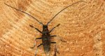 Żerdzianka sosnówka (Monochamus galloprovincialis)