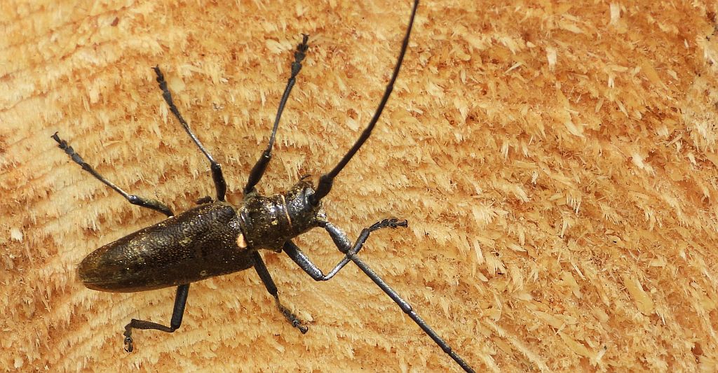 Żerdzianka sosnówka (Monochamus galloprovincialis)