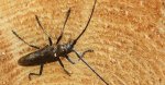 Żerdzianka sosnówka (Monochamus galloprovincialis)