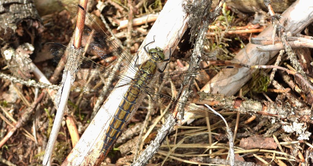 Lecicha pospolita (Orthetrum cancellatum)