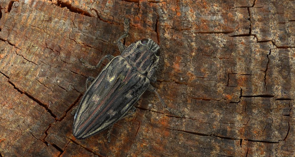 Miedziak sosnowiec, bogatek miedziak (Chalcophora mariana)