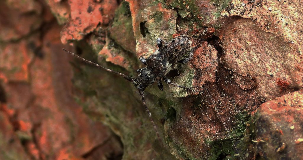 Kozulka sosnówka (Pogonocherus fasciculatus)