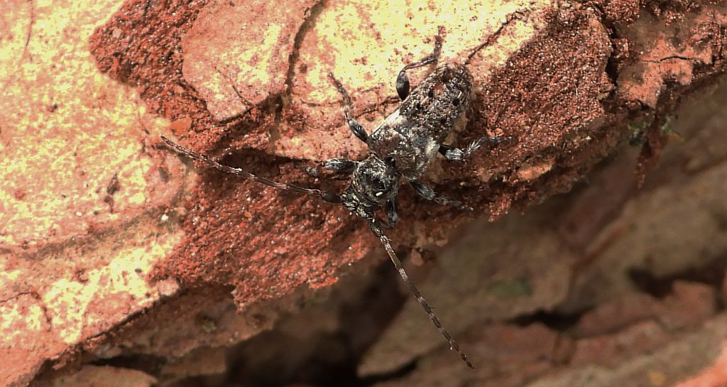 Kozulka sosnówka (Pogonocherus fasciculatus)