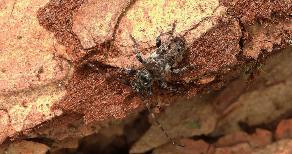 Kozulka sosnówka (Pogonocherus fasciculatus)