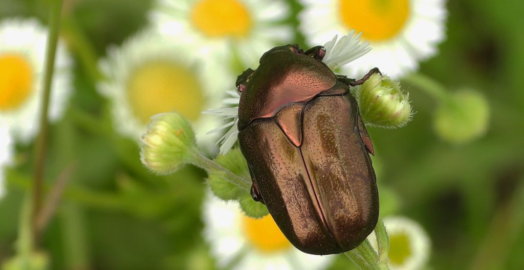 Kwietnica różówka (Protaetia /Potosia/ cuprea)