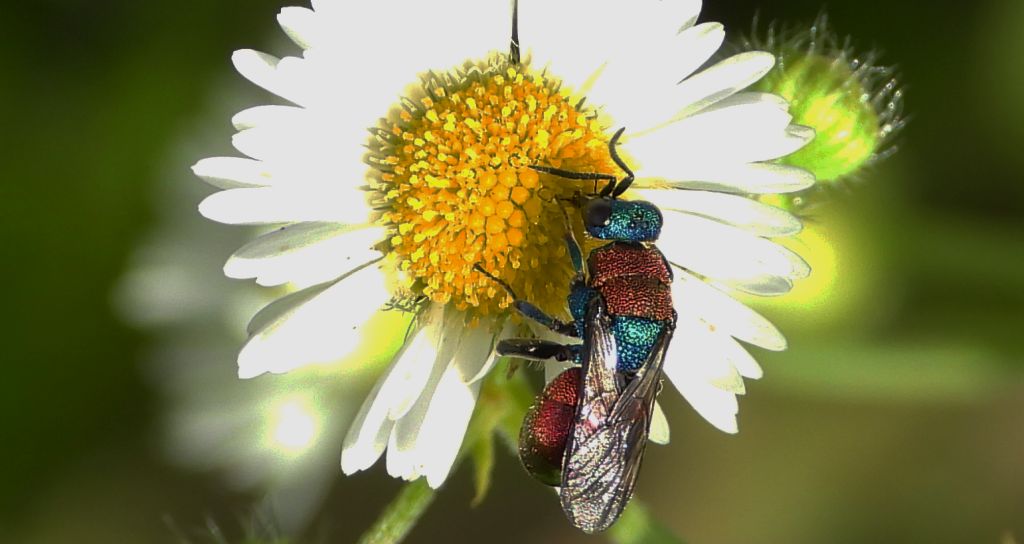 Powabnica osmykowa (Hedychrum niemelai)
