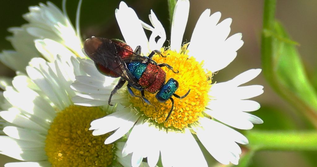 Powabnica osmykowa (Hedychrum niemelai)