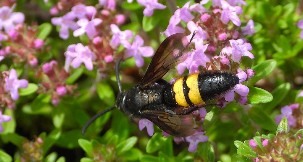 Smukwa kosmata (Scolia hirta)