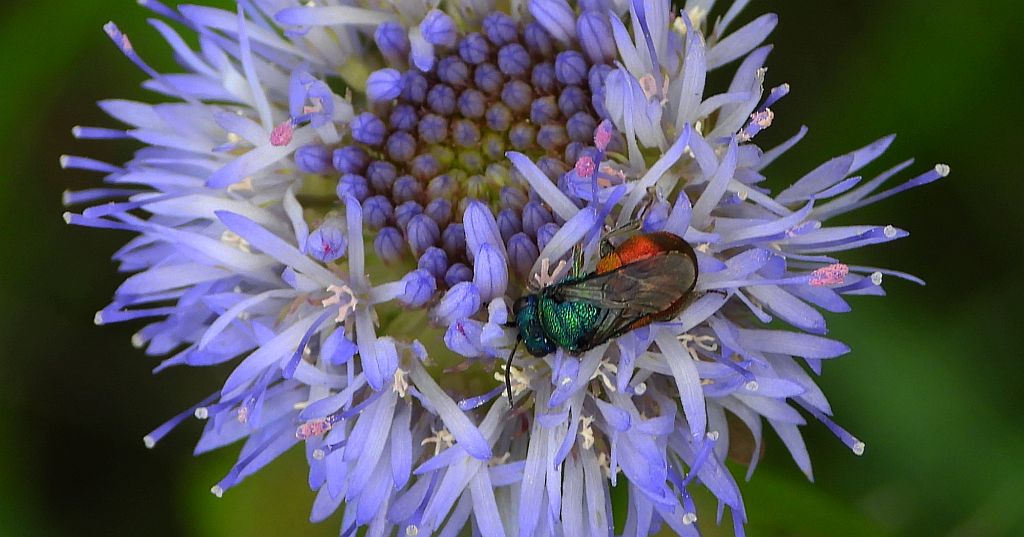 Złotolitka - Chrysura trimaculata